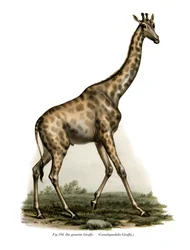 Żyrafa, 1860